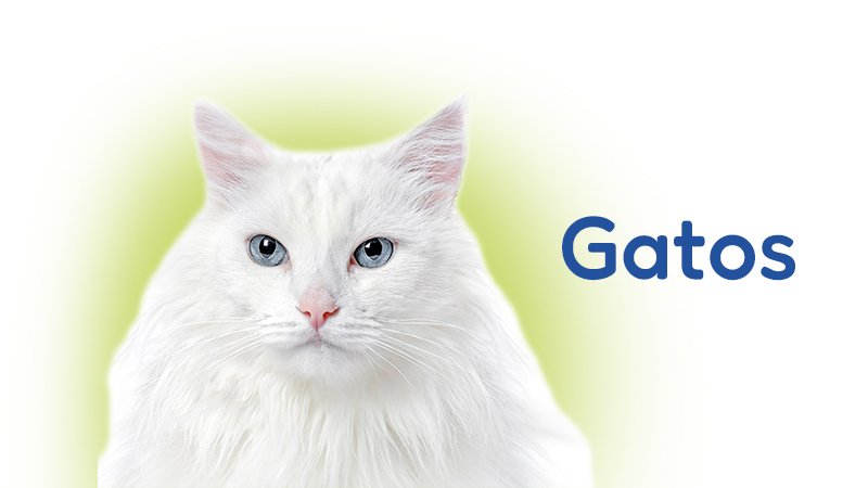 Productos tecnológicos para gatos: areneros automáticos, dispensadores de comida...