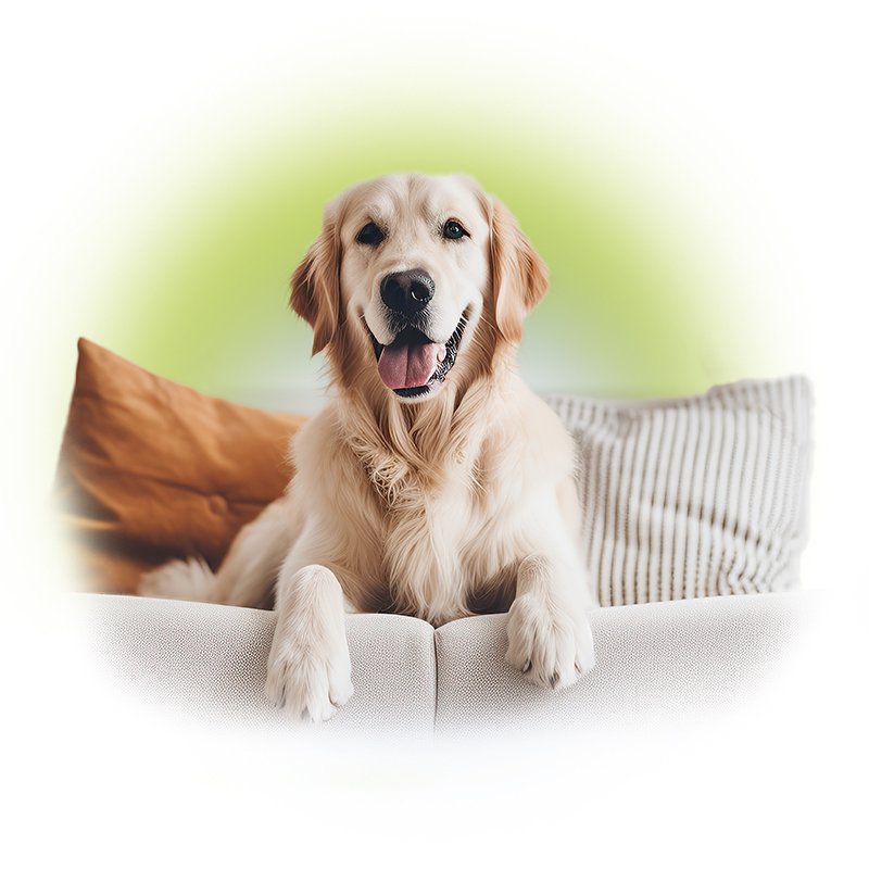 tienda para mascotas mieres